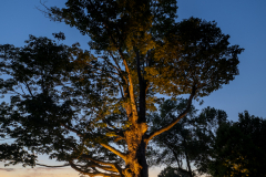 Landscape Lighting Installation